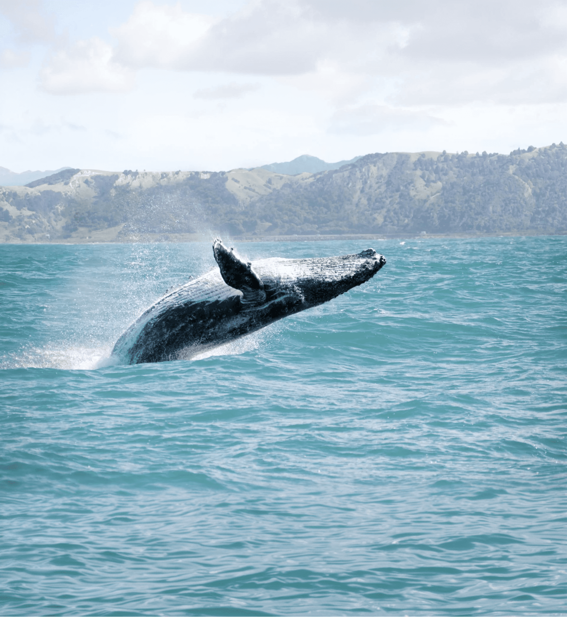 It's time for whales!!
