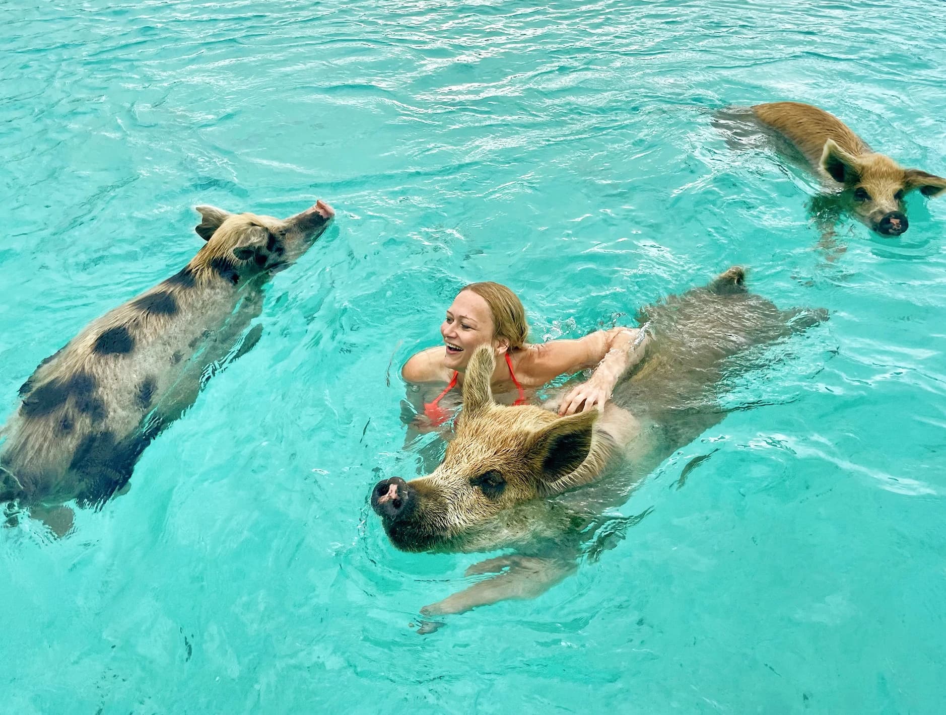 Swim with Pigs