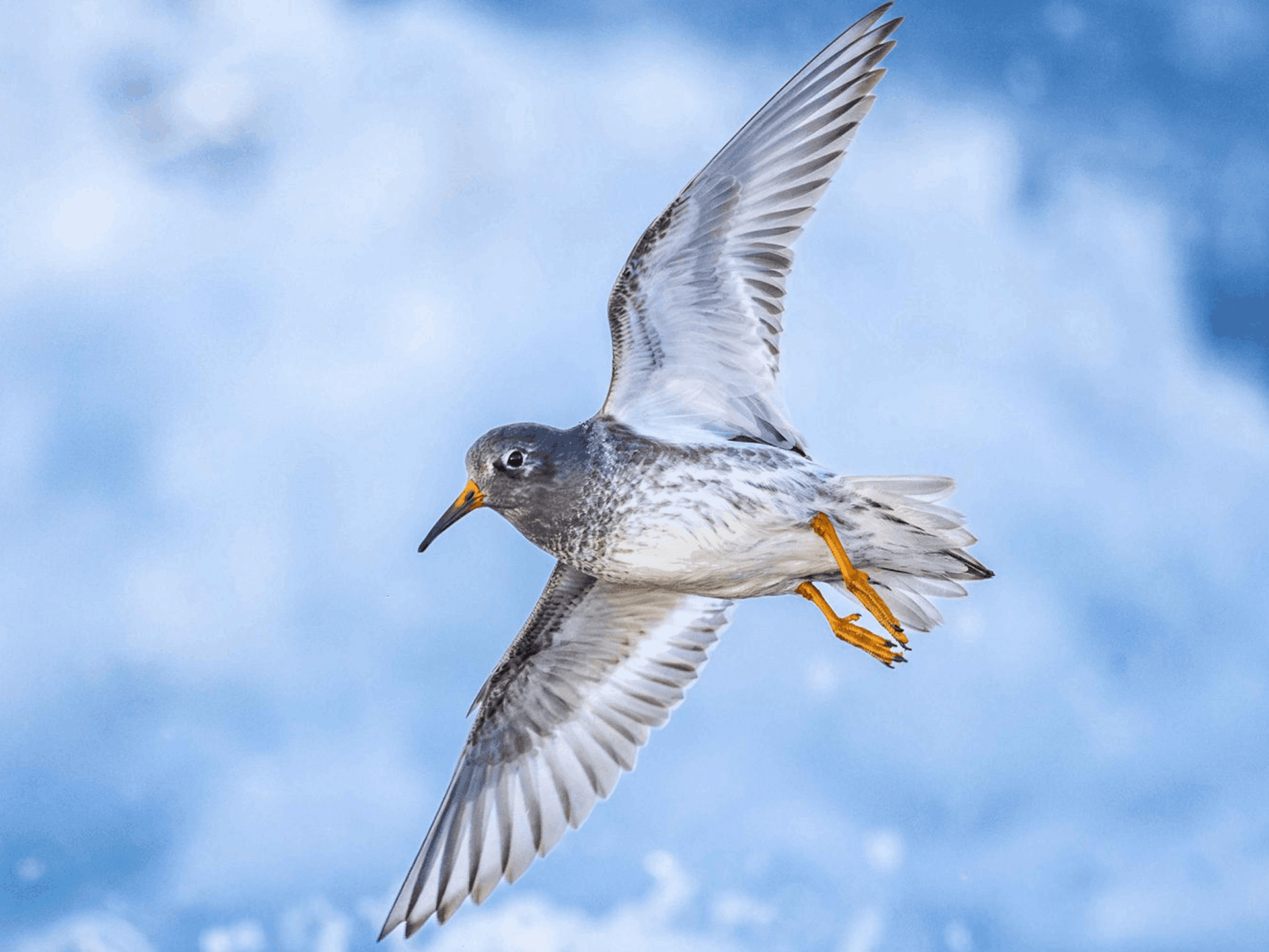 Cornell Lab Birding Tours