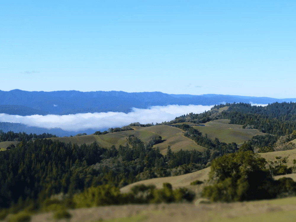 Anderson Valley vineyards and rolling hills above the fog
